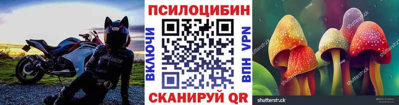 Купить закладки  Городовиковск  Псилоцибиновые грибы Magic Shrooms 